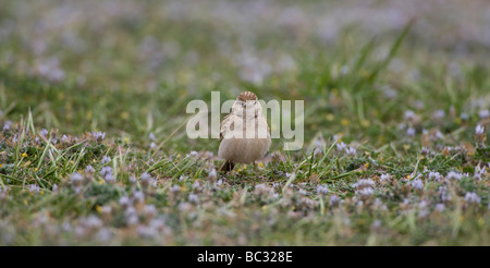 Maggiore breve toed lark sulla migrazione Foto Stock