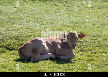 Di vitello, Gruinart bay, Islay, Scozia Foto Stock