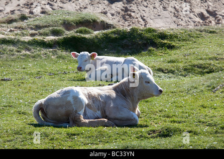 I vitelli tra le dune di sabbia, Gruinart Bay, Islay Foto Stock