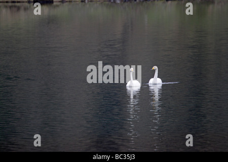 Una coppia di cigni Whooper nuoto Foto Stock