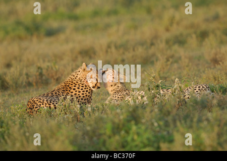 Stock Foto di due ghepardi vicenda di balneazione al tramonto, Ndutu, Tanzania, febbraio 2009. Foto Stock