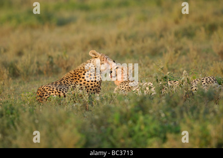 Stock Foto di due ghepardi vicenda di balneazione al tramonto, Ndutu, Tanzania, febbraio 2009. Foto Stock