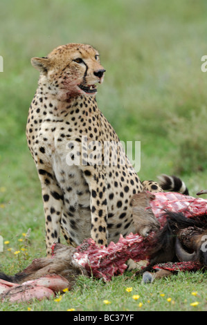 Foto di stock di un ghepardo a GNU carcassa, Ndutu, Tanzania, febbraio 2009. Foto Stock