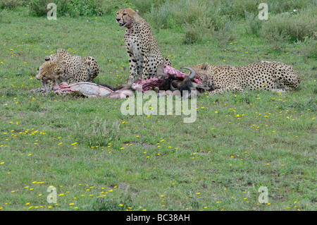 Stock foto dei tre fratelli ghepardo alimentazione su un gnu carcassa, Ndutu, Tanzania, 2009. Foto Stock