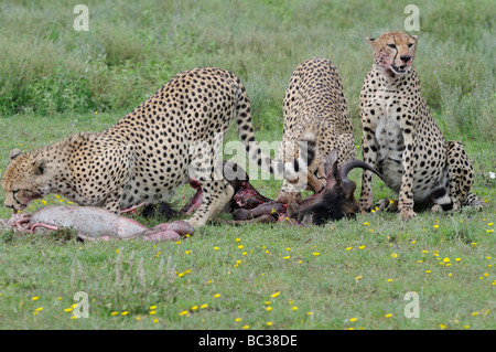 Stock foto dei tre fratelli ghepardo alimentazione su un gnu carcassa, Ndutu, Tanzania, 2009. Foto Stock