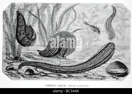 Sanguisuga comune Hirudo medicinalis Foto Stock