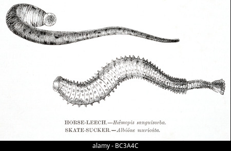 Cavallo haemopis sanguisuga sanguisorba skate sucker albione muricata Foto Stock