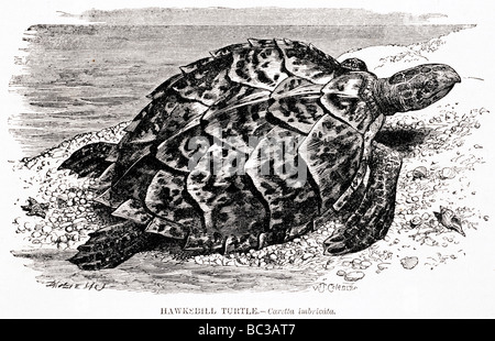 Hawksbill tartaruga caretta imbricata Foto Stock