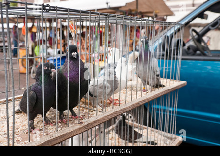 Piccioni in una gabbia per la vendita in una fase di stallo al mercato Noowemarkt Foto Stock