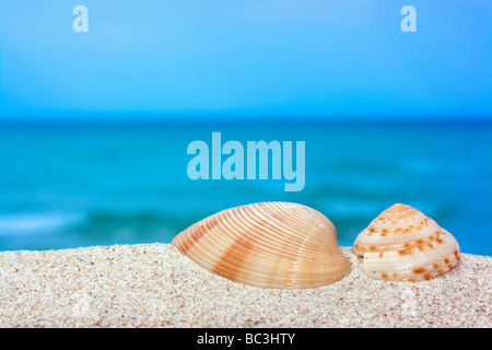Conchiglie sulla spiaggia tropicale Foto Stock