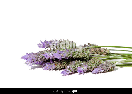 Rametti di lavanda su sfondo bianco Foto Stock