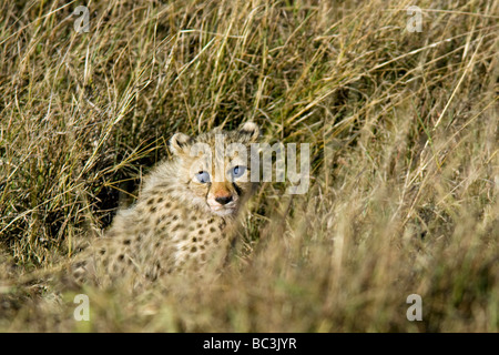 Giovani Ciechi cheetah - Masai Mara riserva nazionale, Kenya Foto Stock