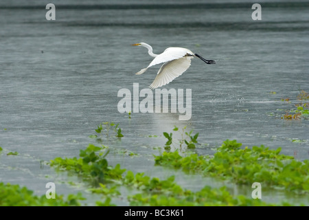 Campo allagato e uccello Foto Stock