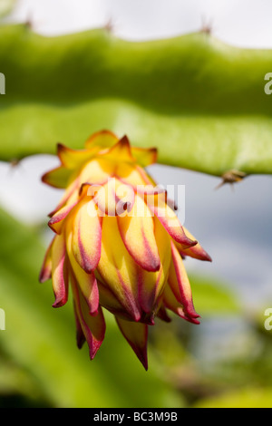 Non mature Dragon frutta o Pitaya - Siem Reap Provincia, Cambogia Foto Stock