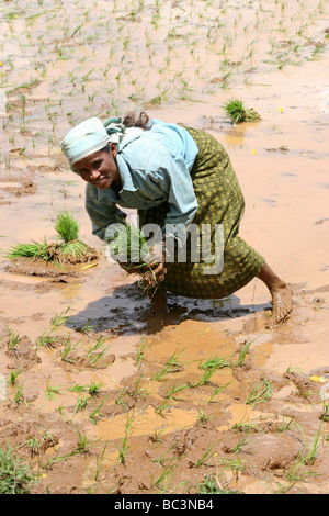 Donna indiana di piantare il riso, Kerala, India Foto Stock