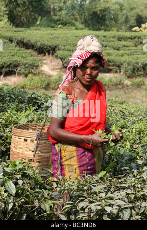 Assam donna raccolta di foglie di tè in piantagione Foto Stock