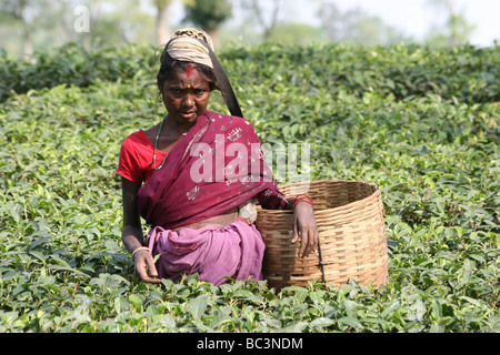 Assam donna raccolta di foglie di tè in piantagione Foto Stock