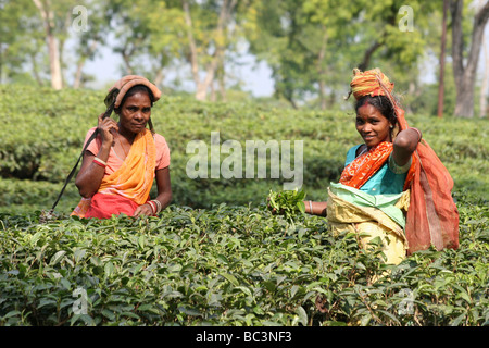 Assam donne raccolta di foglie di tè in piantagione Foto Stock