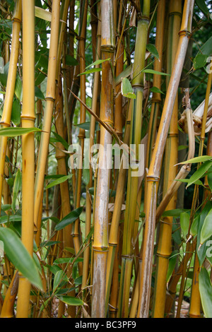 Una chiusura di un genere di bambù Phyllostachys chiamato nella Royal Botanic Gardens, Kew, Inghilterra. Foto Stock