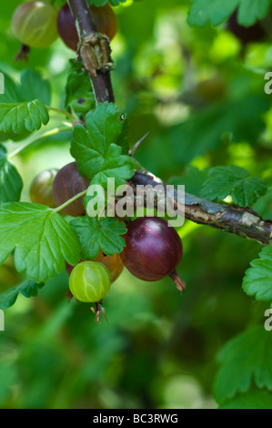 Worcesterberry frutti, costiere ribes nero, maturo su una boccola Foto Stock