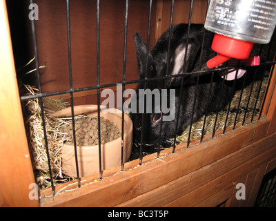 Coniglio Pet nel hutch Foto Stock