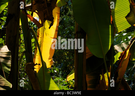 Piantagione di banane. La luce del sole e ombra in densamente impaccati alberi. Foto Stock