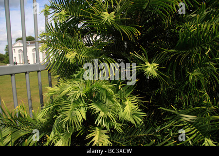 Il Wollemi Pine (Wollemia nobilis), pensato una volta estinto, fiorente in Royal Botanic Gardens, Kew, Surrey, Inghilterra. Foto Stock