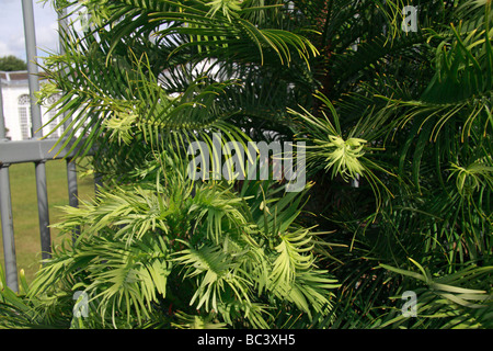 Il Wollemi Pine (Wollemia nobilis), pensato una volta estinto, fiorente in Royal Botanic Gardens, Kew, Surrey, Inghilterra. Foto Stock