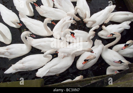 Cigni sul Fiume Tamigi Walton Surrey Foto Stock