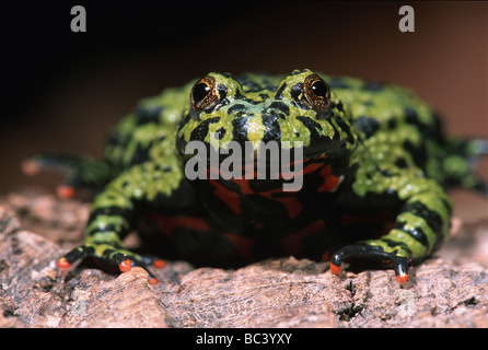 Oriental Firebellied Toad, Bombina orientalis Foto Stock