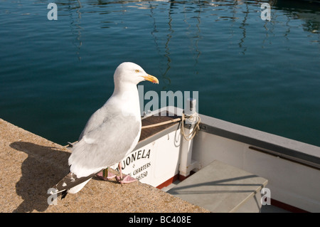 Aringa Gabbiano seduta sulla parete del porto in Paignton Devon Close Up Foto Stock