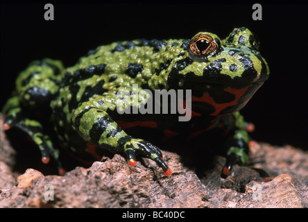 Oriental Firebellied Toad, Bombina orientalis Foto Stock