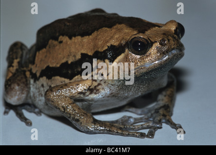 Stretto malese a bocca di lupo Toad Kaloula pulchra Foto Stock