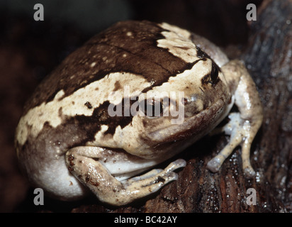 Stretto malese a bocca di lupo Toad Kaloula pulchra Foto Stock