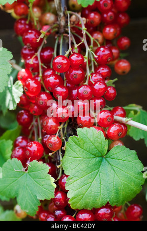 Ribes rubrum. Ribes rosso 'junifer' bacche su una boccola a Ryton centro organico, Warwickshire, Inghilterra Foto Stock