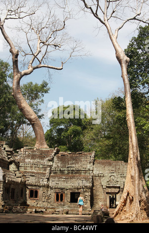 'Ta Prohm', tempio di Angkor, Cambogia, alti alberi di Kapok cresce su antiche rovine, [Southeast Asia] Foto Stock