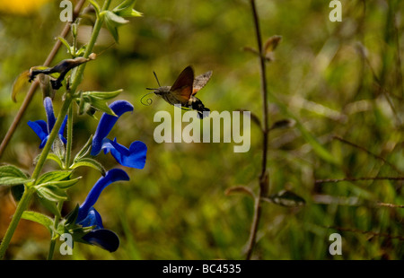 Colibrì Hawk-moth alimentare Foto Stock