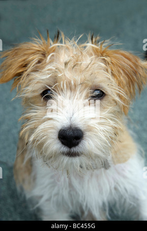 Spike, un rinzaffate Jack Russell cucciolo di tre mesi di età, REGNO UNITO Foto Stock