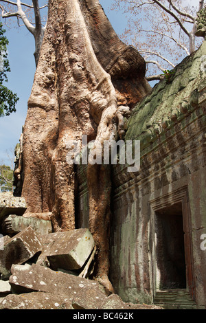 Kapok radici di albero che cresce su antiche rovine di 'Ta Prohm', tempio di Angkor, Cambogia Foto Stock