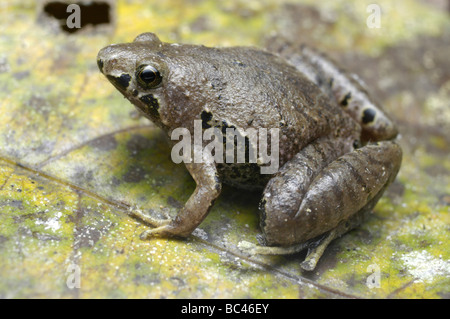 Bornean stretta bocca di rana borneensis Microhyla Foto Stock