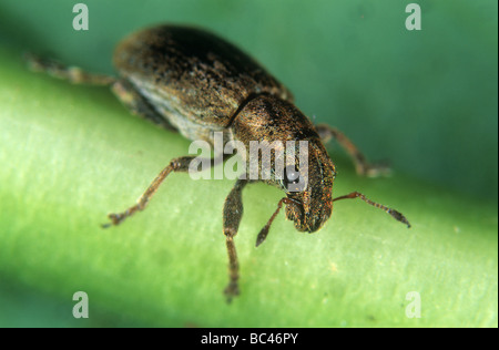 Color bronzo comune curculione foglia Phyllobius pyri su una foglia Foto Stock