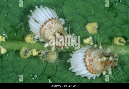 Cottony scala cuscino Icerya purchasi adulti immaturi di alcuni con entomopathogenic fungo Foto Stock