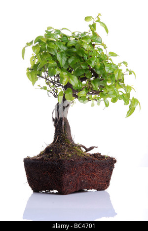 Albero di Bonsai isolato su uno sfondo bianco Foto Stock