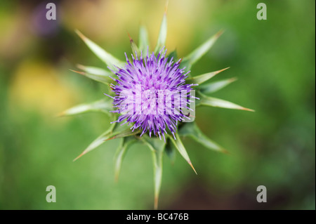Silybum Marianum, cardo, a Ryton centro organico, Warwickshire, Inghilterra Foto Stock
