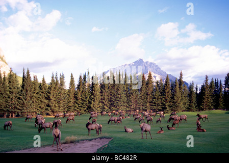 Elk mandria (Cervus canadensis) pascolano sui campi da Golf in Banff nel Parco Nazionale di Banff nelle Montagne Rocciose Canadesi Alberta Canada Foto Stock