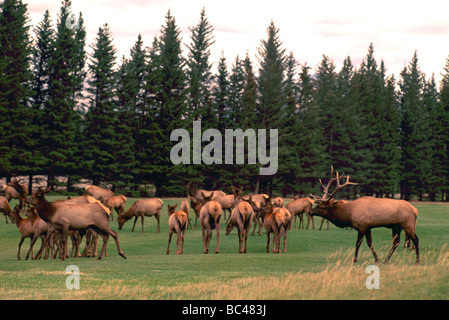 Bull Elk (Cervus canadensis) arrotondamento Harem sul campo da Golf a Banff nel Parco Nazionale di Banff nelle Montagne Rocciose Canadesi in Alberta Canada Foto Stock