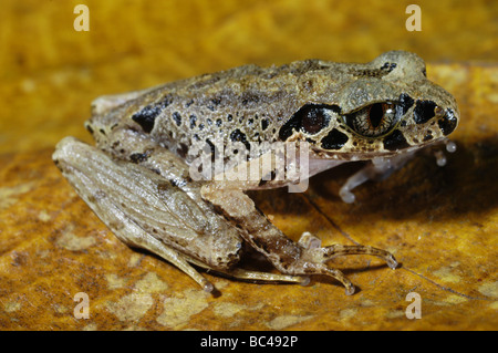 Dipinto di esili cucciolata Rana, Leptolalax pictus, seduta su una foglia. Questa specie è considerata "vulnerabili". Foto Stock