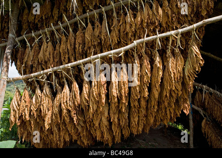 Repubblica Dominicana - Centro - Il Cibao - Valle del tabacco - Plantation - foglie di essiccazione Foto Stock