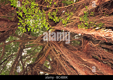 In piedi sotto un albero di Banyan guardando verso l'alto. Foto Stock