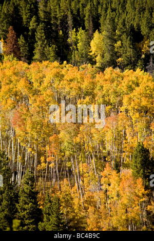 Aspens marciando su una collina nella periferia di Breckenridge Colorado. Foto Stock